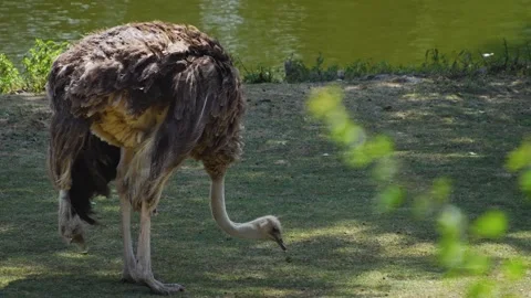 An Ostrich grazing Video stock 302121608