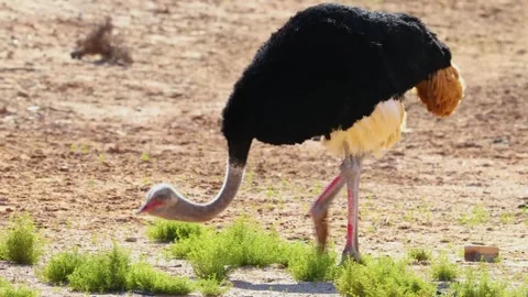 Ostrich Grazing on Sparse Vegetation in Arid Landscape Stock Footage 301073316