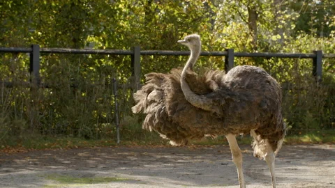 Ostrich grooming itself Stock Footage 163173463