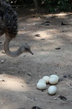 Ostrich guarding eggs Stock Photos