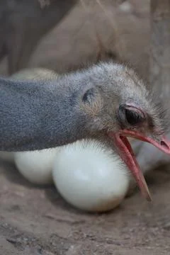 Ostrich guarding eggs Foto stock