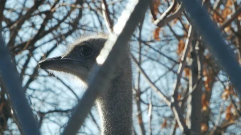 Ostrich head on a background of leaves and sky (struthio camelus) Stock Footage 101724317