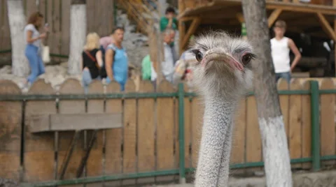 Ostrich Head With Big Eye Stock Footage 52436014