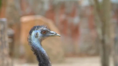 Ostrich head close up with background Video stock 115067581