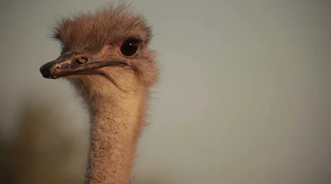 Ostrich head close up Stock Footage 41087394