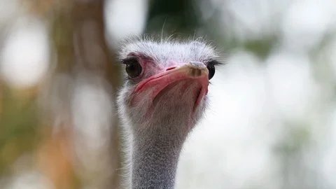 Ostrich head - Close up Video stock 95073400