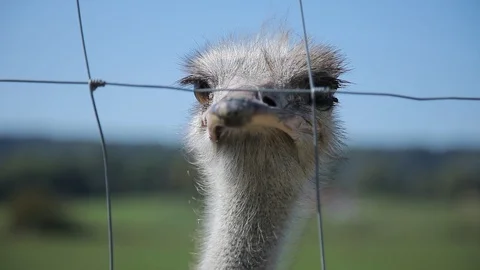 Ostrich head. Close-up. Stock Footage 95934799