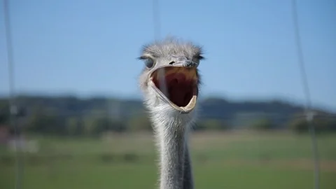 Ostrich head. Close-up. Stock Footage 95934820