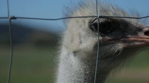 Ostrich head. Close-up. Stock Footage 95934852