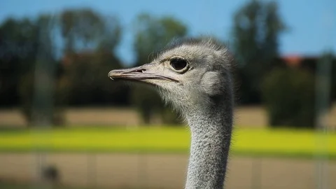Ostrich head. Close-up. Stock Footage 95934883