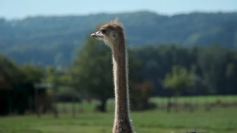 Ostrich head. Close-up. Stock Footage 95935278