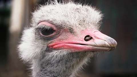 Ostrich head close up Vídeo Stock 109511975