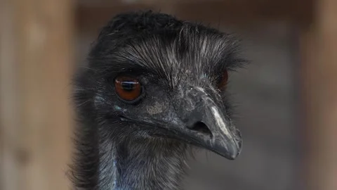 Ostrich head close up. Ostrich head and eyes, close up. Stock Footage 315842853