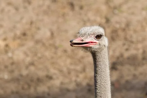 Ostrich head close-up Stock Photos