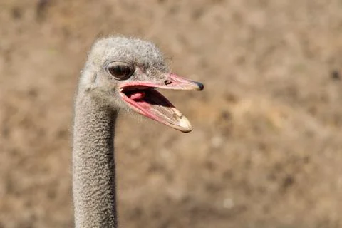 Ostrich head close-up Stock Photos