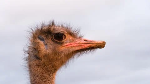 Ostrich head close up Stock Photos