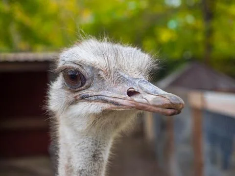Ostrich head close up Stock Photos