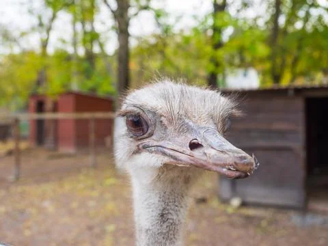 Ostrich head close up Stock Photos