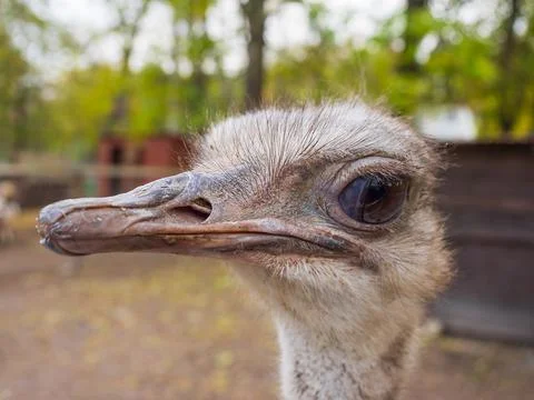 Ostrich head close up Stock Photos