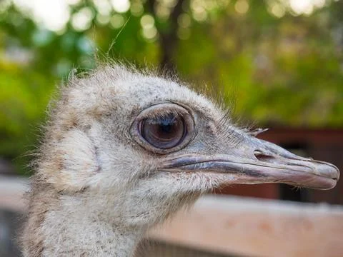 Ostrich head close up Stock Photos