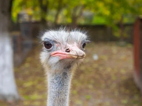Ostrich head close up Stock Photos