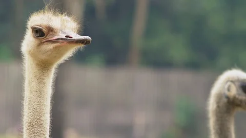 Ostrich head close-up. portrait of emu african in the wild Stock Footage 100401944