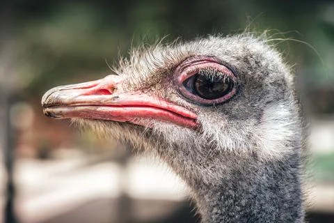 Ostrich head close-up. Side view Stock Photos
