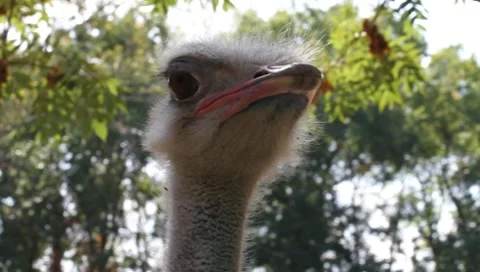 Ostrich head, close up, Struthio camelus Video stock 10476716