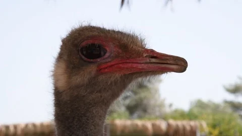 Ostrich head closeup Stock Footage 128496539