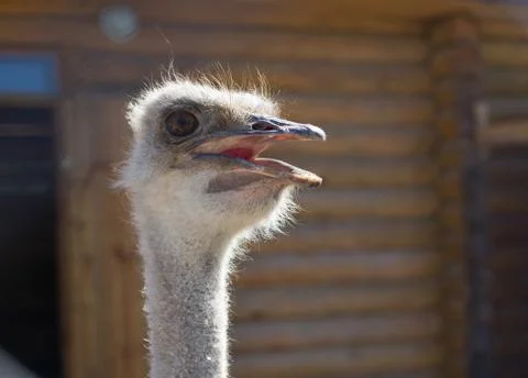 Ostrich head closeup Stock Photos