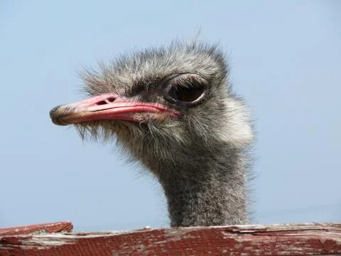 Ostrich head closeup Stock Photos