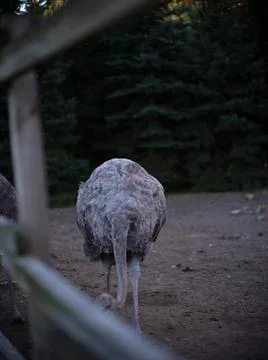 Ostrich with head down walking inside a farm Stock Photos