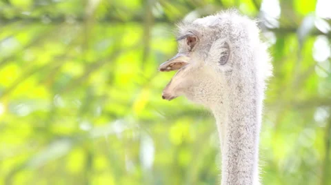 Ostrich head 库存影片 35730875