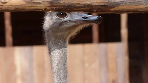 Ostrich head Stock Footage 43256288