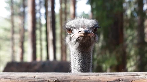 Ostrich head Stock Footage 43256299