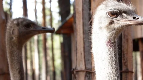 Ostrich head Stock Footage 43256346
