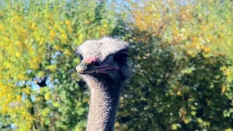 Ostrich head Stock Footage 97275421