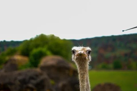Ostrich head looking at camera Stock Photos