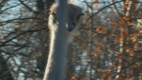 Ostrich head in motion (struthio camelus) Stock Footage 101724236