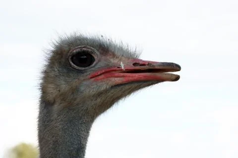 Ostrich Head Stock Photos