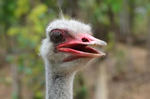 Ostrich head 스톡 사진