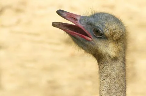 Ostrich head Stock Photos