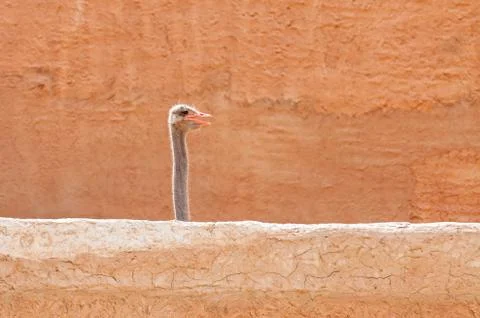 Ostrich head Stock Photos