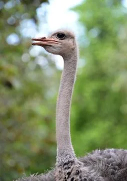 Ostrich head Stock Photos