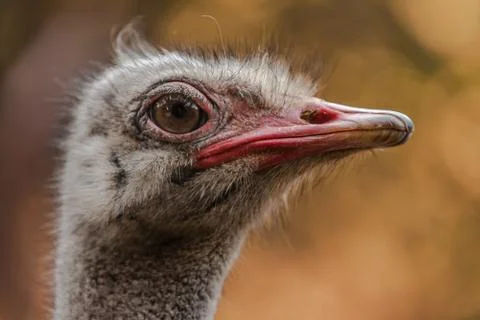 Ostrich head Stock Photos