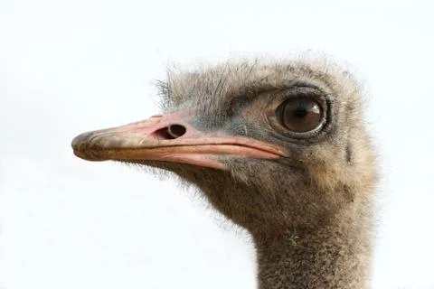 Ostrich Head Stockfoto's