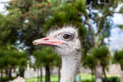 Ostrich head Stock Photos