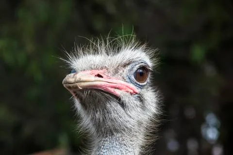 Ostrich head Stock Photos