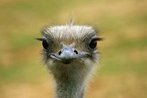 Ostrich head Stock Photos