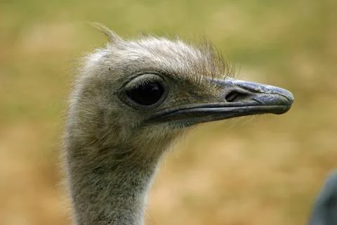 Ostrich head Stock Photos